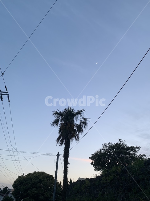 나무,하늘,전신주,sky,tree,나무,trees,wood