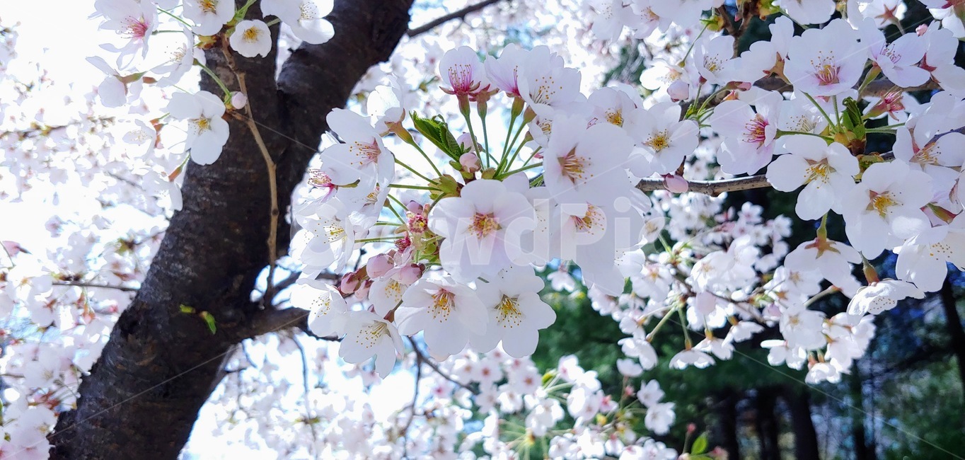plant,식물,벚꽃,봄,spring,꽃