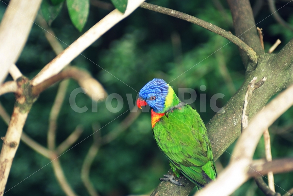 새,앵무새,초록새,숲,나무,동물,animal,조류,새,birds