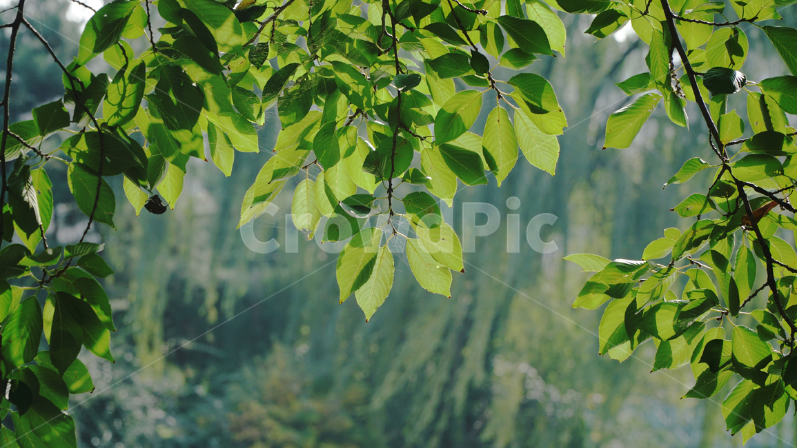풀,나뭇잎,나무,여름,잎사귀,거미줄,leaf,잎,plant,식물,veins,정맥,나무,trees,wood