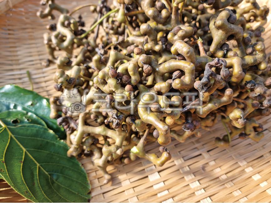 헛개나무,헛개나무열매,열매,헛개열매,약재,한약재,한약재료,잎,나뭇잎,헛개나무잎,바구니,대바구니