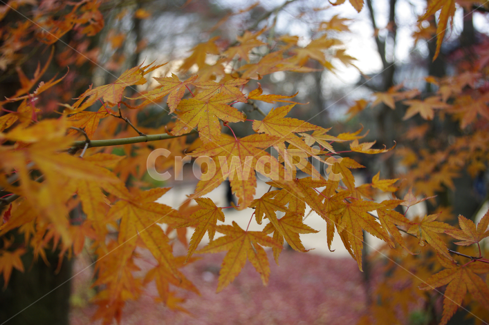 가을,fall,나무,식물,plant,단풍,잎,낙엽,가을,계절,fall,autumn,season,leaf,tree