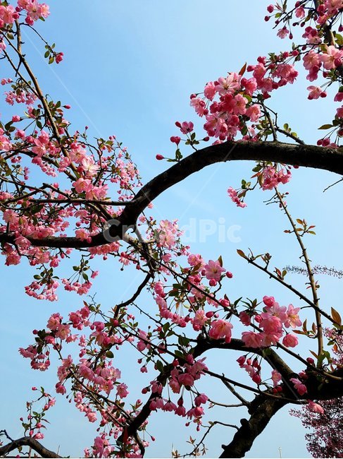 식물,flower,blossom,cherryblossom,plant,봄,식물,자연,plants,nature,꽃,flower