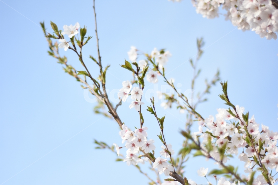 자연풍경,식물,벚꽃,봄,새싹,봄,계절,spring,season,식물,자연,plants,nature,꽃,flower,plant
