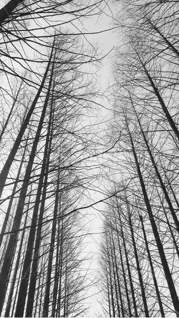 스산함,메타세콰이어,나무,겨울,날카로움,자연,풍경,nature,landscape,흑백,모노톤,monochrome,black and white,tree,plant,식물,vegetation,초목
