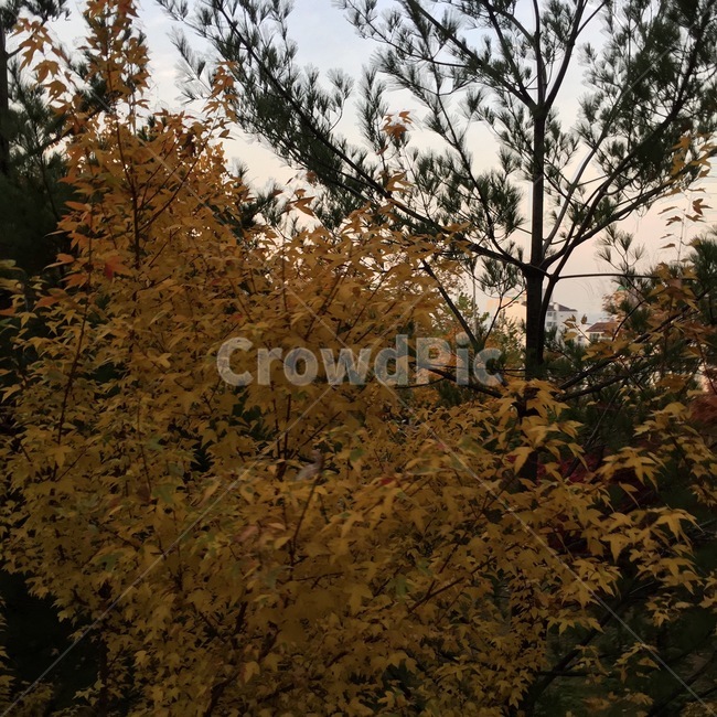 낙엽,자연,단풍,나무,계절,가을,계절,fall,autumn,season,tree,plant,식물