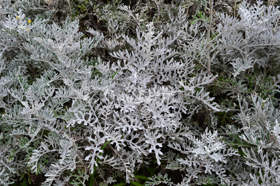 백묘국,식물,설국,여름꽃,꽃,silverragwort,silverdust,flower,식물,자연,plants,nature