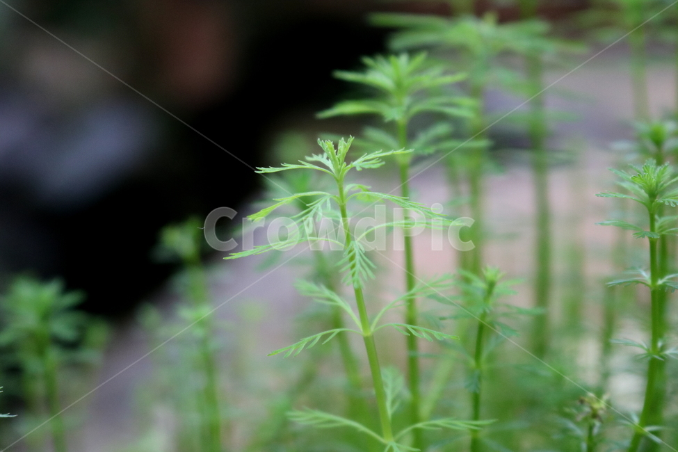 물수세미,수세미,식물,수생식물,개미탑과,자연,식물원,식물,자연,plants,nature
