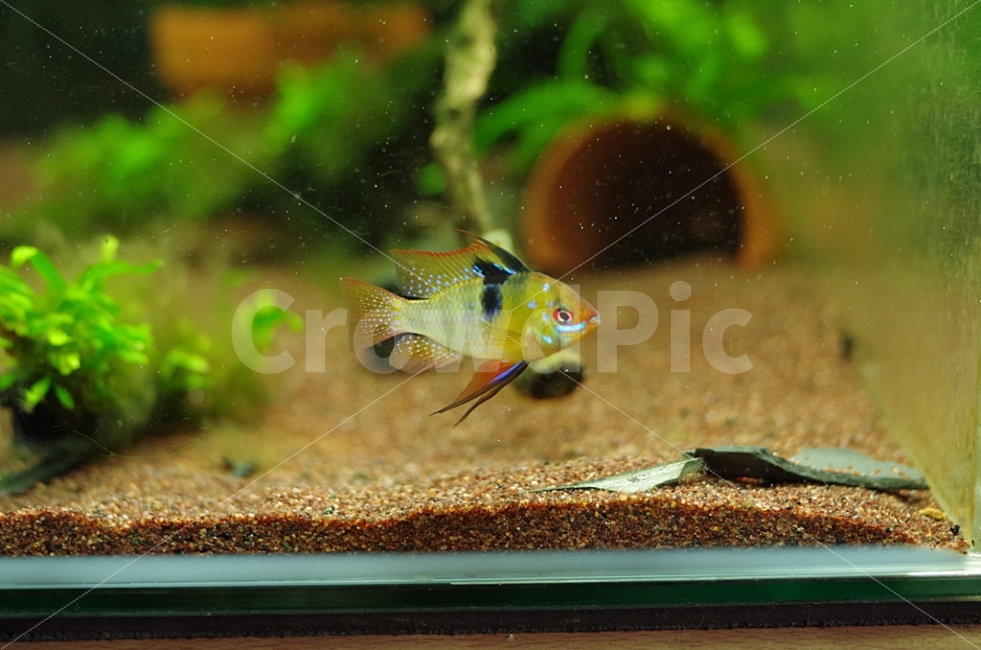 열대어,관상어,라미레지,tropicalfish,ornamentalfish,ramirezi,동물,animal,어류,물고기,fish