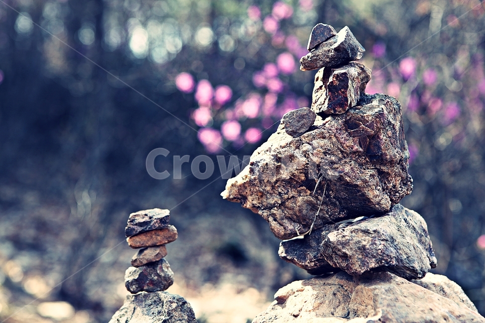 진달래,꽃,식용꽃잎,꽃나무,자연,배경,식물,자연,plants,nature,꽃,flower