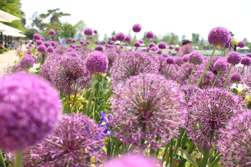 보라색꽃,보라식물,보라색,자연,들꽃,정원,식물,자연,plants,nature,꽃,flower