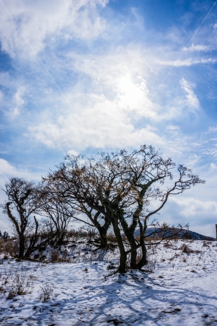 제주도,제주,눈,나무,설경,하늘,겨울하늘,겨울,계절,winter,season,자연,풍경,nature,landscape,식물,plants,나무,trees,wood,outdoors,옥외