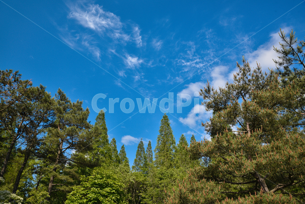 식물,전나무,나무,tree,파란하늘,자연,풍경,nature,landscape
