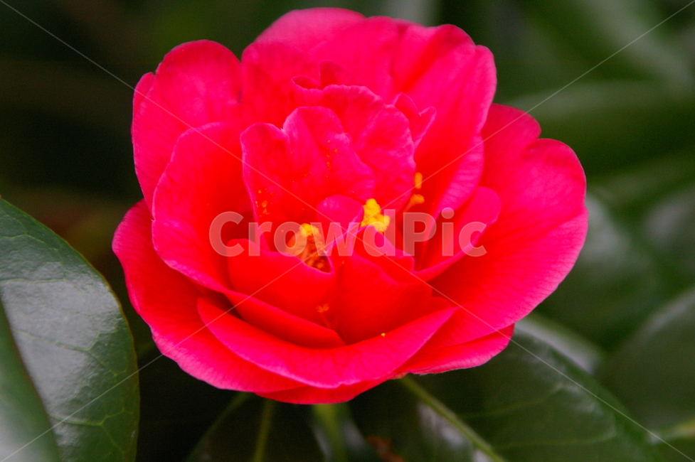 꽃,식물,blossom,flower,plant,동백,동백꽃,식물,자연,plants,nature,꽃,flower