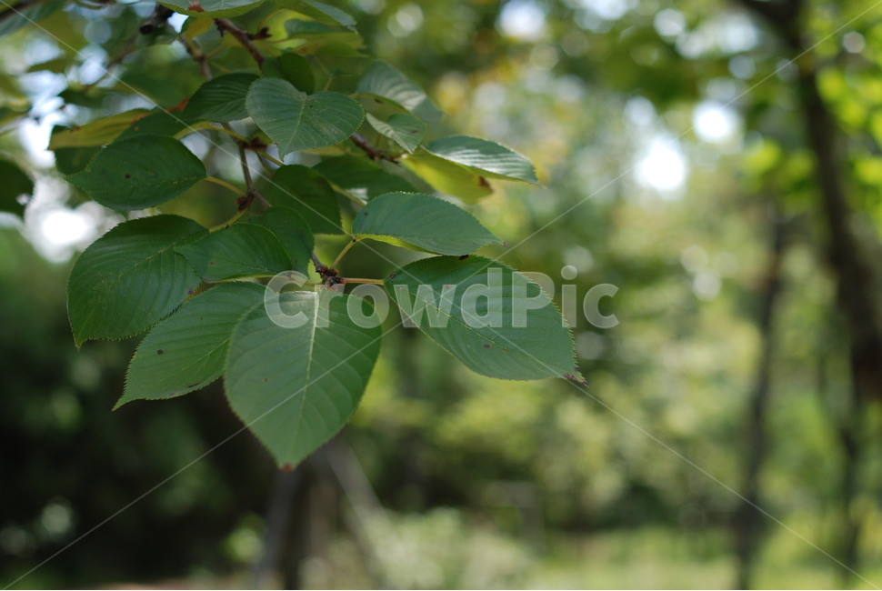 여름,나무,감성,접사,잎새,식물,자연,plants,nature
