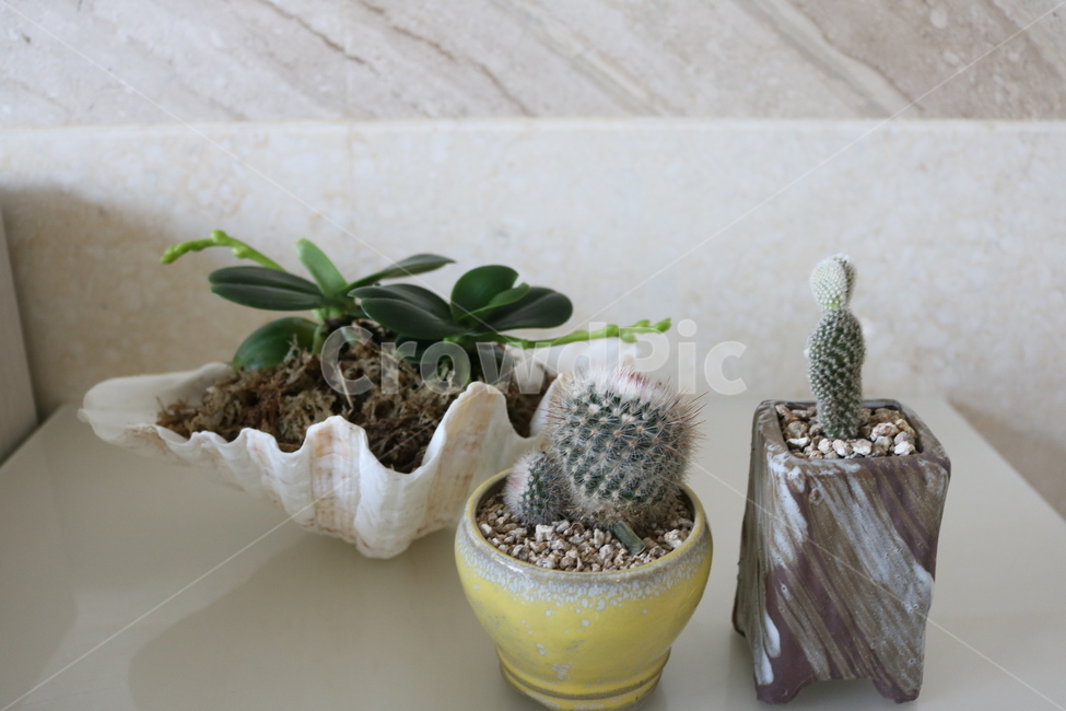 화초,선인장,화분,꽃,식물,실내용화초,화분,화초,house plant