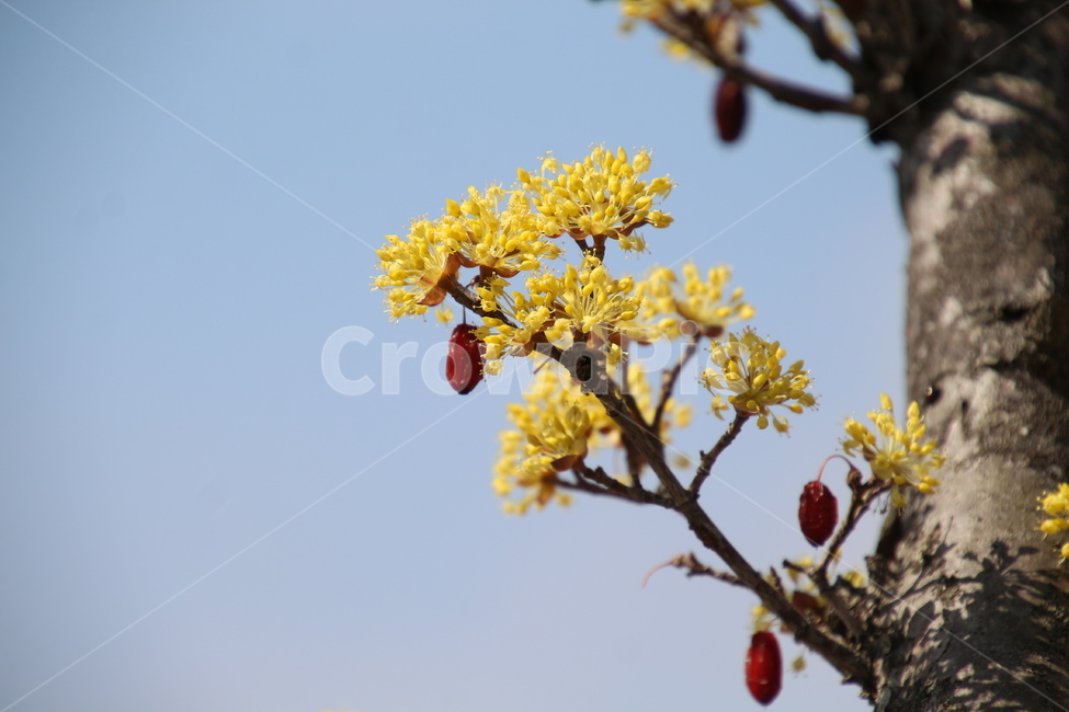 산수유,꽃,식물,층층나무,구례산수유,축제,노랑색,봄,계절,spring,season,식물,자연,plants,nature,꽃,flower,plant