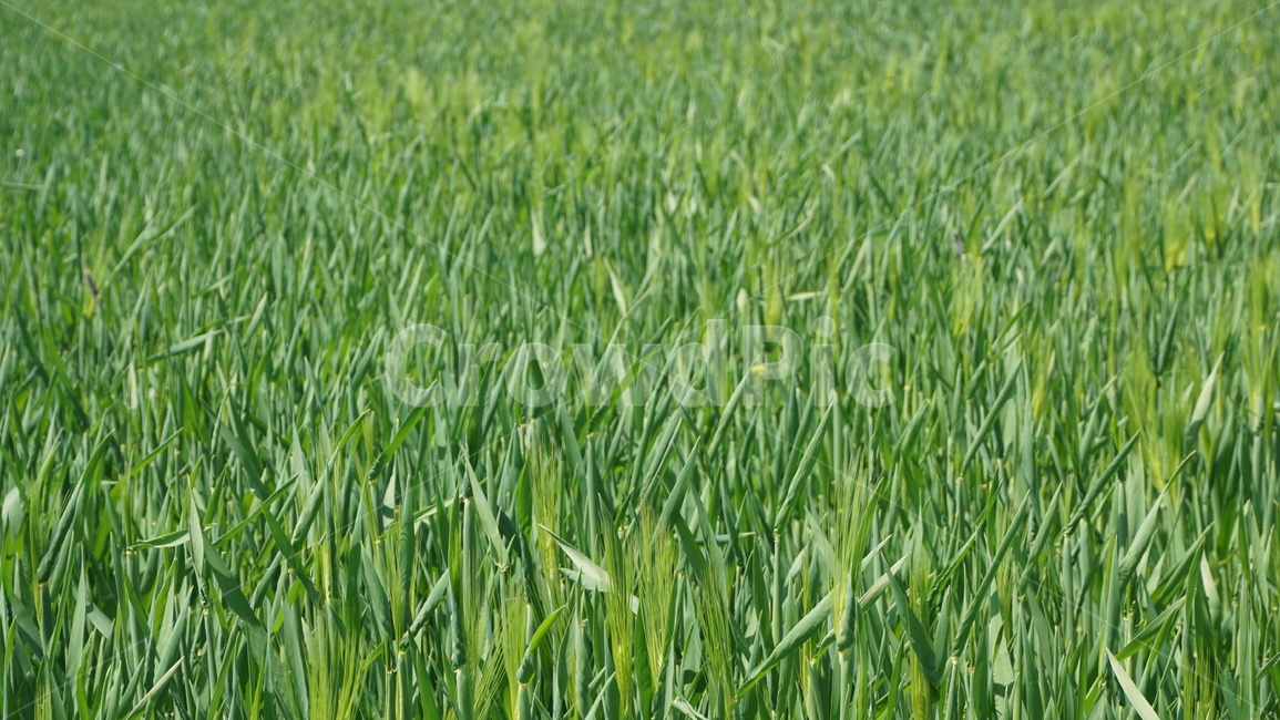 청보리,청보리밭,초록,푸르른,고창,고창청보리밭,greenbarley,green,gochang,gochanggreanbarleyfestival