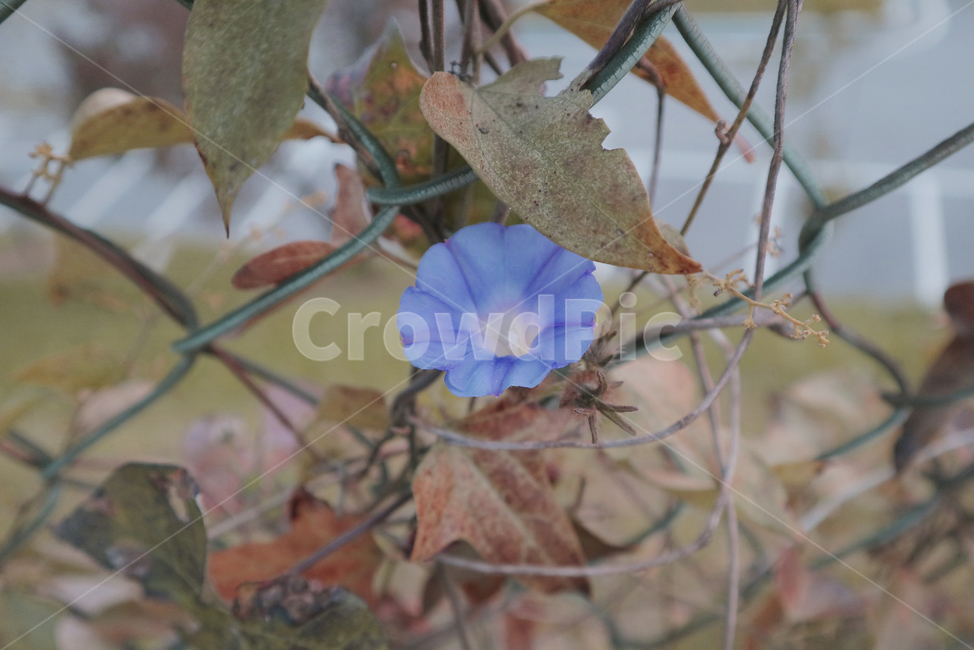 잎,leaf,plant,꽃,나팔꽃,식물