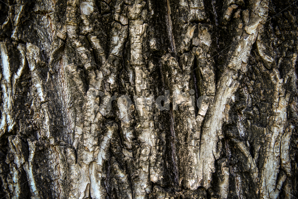 나무,질감,통나무,바탕화면,식물,나무,trees,wood,텍스처,질감,패턴,texture,pattern