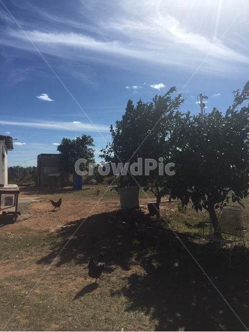 닭,chicken,농장,farm,풍경,nature,자연,outdoors,옥외,countryside,rural,농촌,시골,나무,하늘,sky,빛,구름,cloud,멕시코,mexico