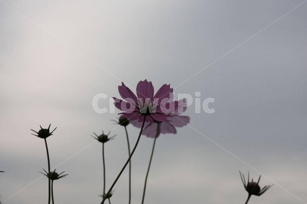 가을,코스모스,꽃봉우리,꽃,cosmos,flower,autumn