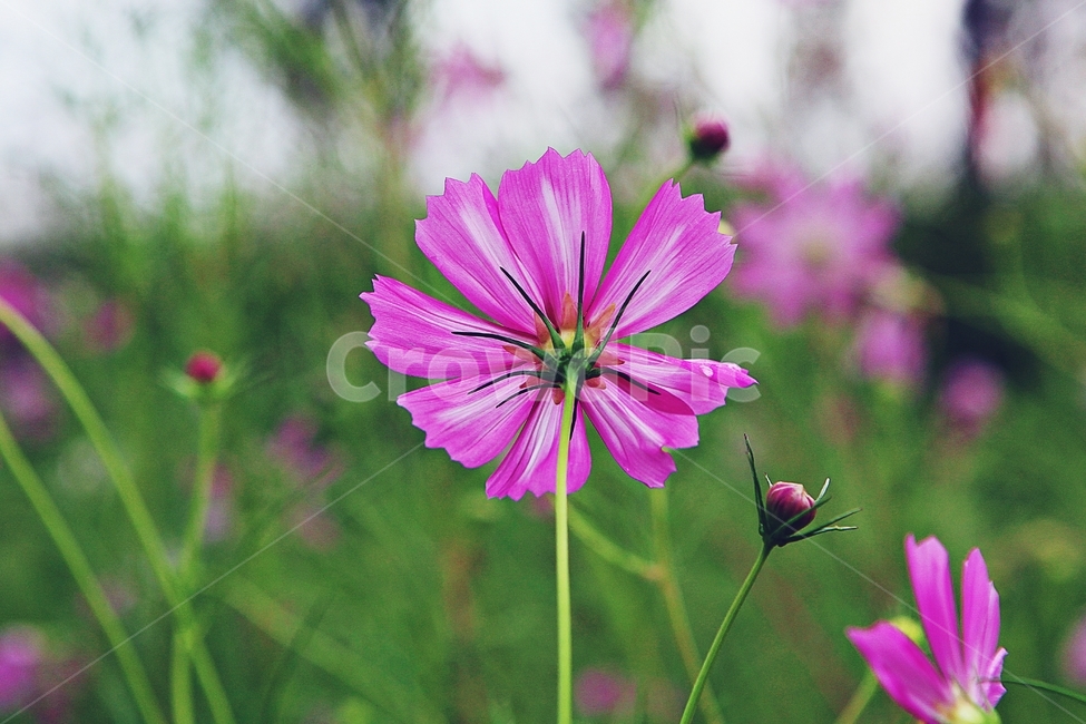 코스모스,꽃,꽃잎,들꽃,식물,가을꽃,가을,공원,자연,식물,자연,plants,nature,꽃,flower