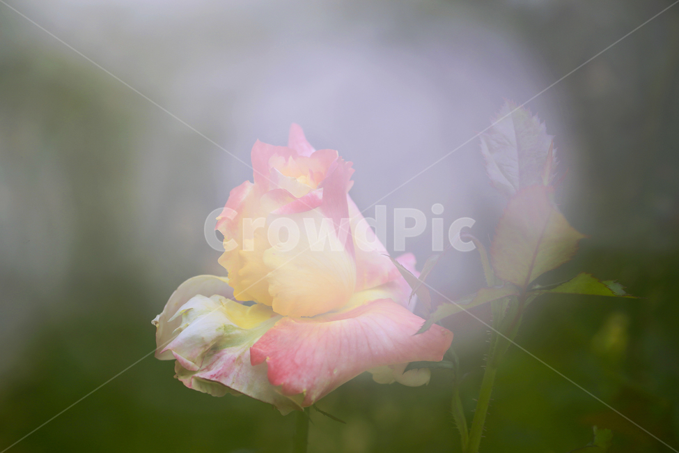 5월,장미,장미속살,장미정원,사랑,식물,자연,plants,nature,꽃,flower