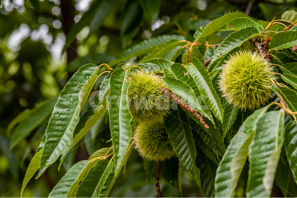 식물,잎,밤,가을,그린,초록,나뭇잎,가시,leaf,green,plant,밤가시,밤나무,chestnut,식물,자연,plants,nature,과일,열매,fruit