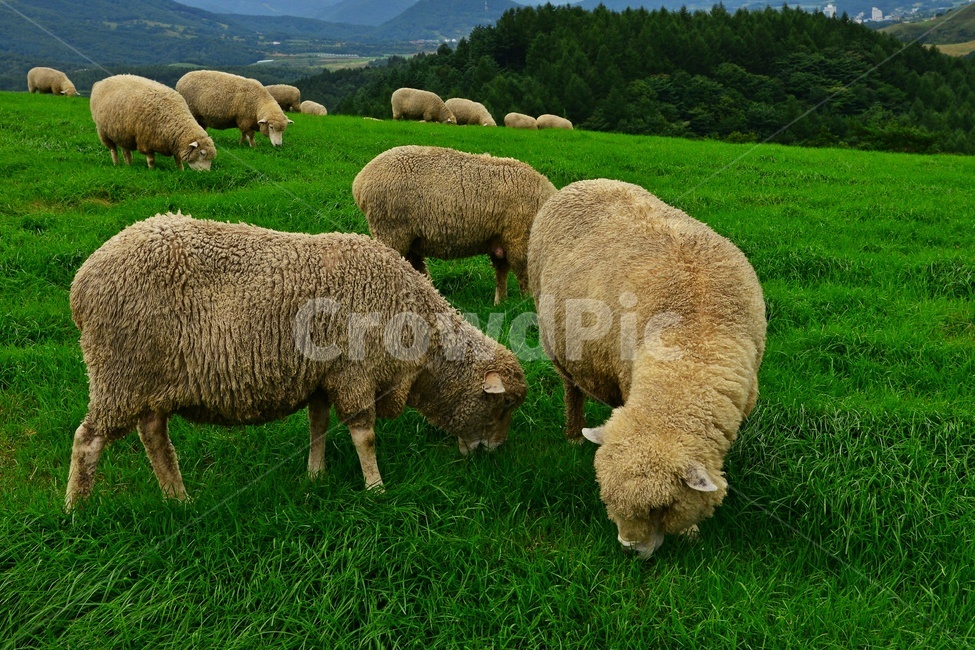 강원도,평창,대관령,양떼목장,field,들,outdoors,옥외,grassland,animal,동물,sheep,양,mammal,포유류,nature,자연,rural,농촌,farm,pasture,목장,ranch,농장,grazing,방목,meadow,목초지,경치,경관,풍경,동물,animal,포유류,mammal,목축업,목장,livestock farming,ranching,pasture