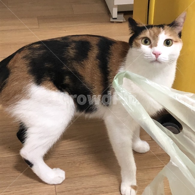 pet,animal,mammal,포유류,고양이,삼색이,코리안숏헤어,반려묘,동물,애완동물,cat,동물,animal,포유류,mammal,고양이,cat,kitten,kitty