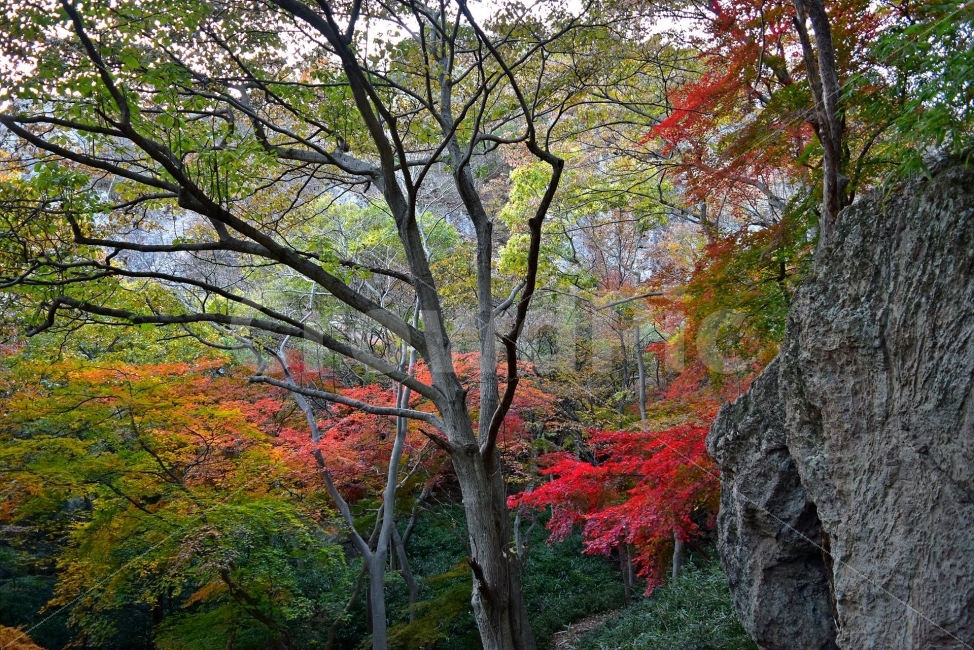 선운산,선운사,도솔천,가을,풍경,단풍,자연,탐방,파란하늘,가을색,오색,울긋불긋,알록달록,그림같은,칼라풀,뷰티플,아름다운,힐링,감성,정취,산세,명산,100대명산,nature,산,등산,트레킹,풍경사진,비경,경치,가을사진,가을색채,가을의정취,맑음,청명,사진,가을,계절,fall,autumn,season,자연,풍경,nature,landscape,식물,plants,나무,trees,wood,leaf,잎,plant,tree,maple