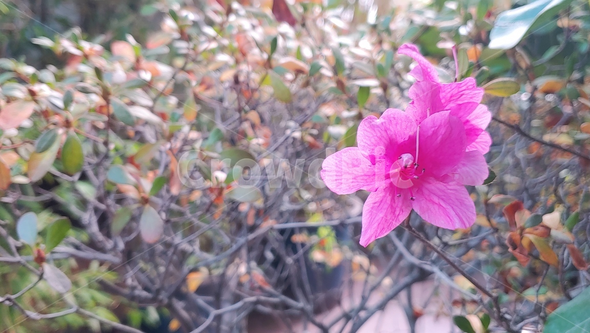 blossom,geranium,꽃,plant,식물,flower