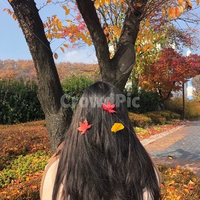 가을,낙엽,뒷모습,검은머리,단풍,은행잎,가로수,fall,가을,계절,fall,autumn,season,사람,인물,인간,human,person,여성,여자,woman,female,lady,tree,나무,plant,식물,tree trunk,나무 줄기