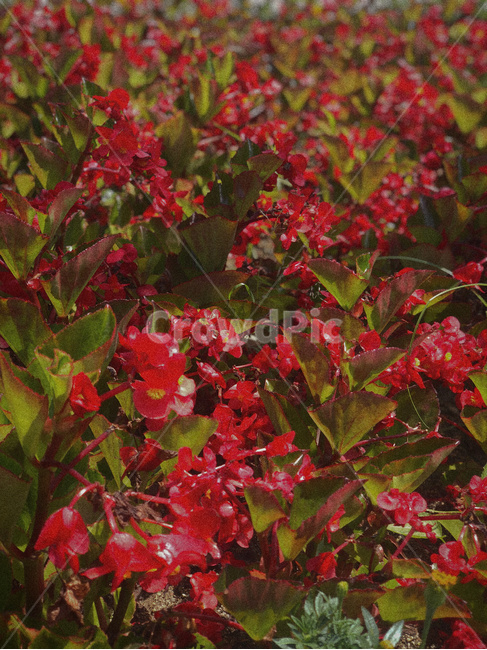 꽃,분위기,감성,flower,mood,red,자연,꽃밭,레트로,필름,쓸쓸한,조용한,감성사진,여름