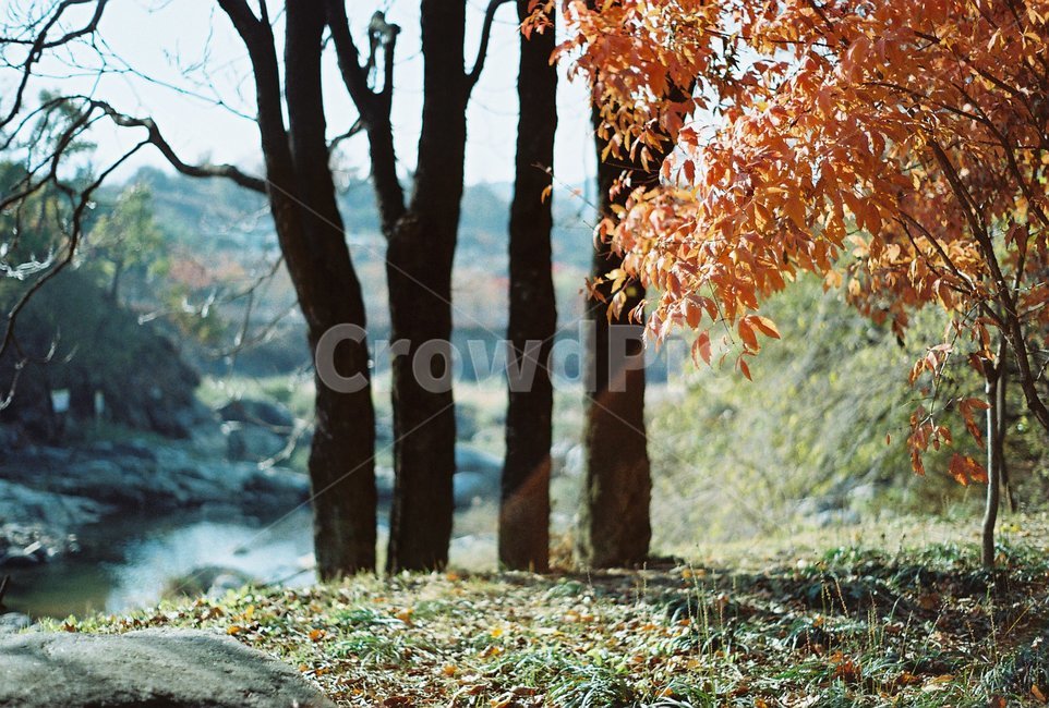 산책,나무,가을,단풍잎,자연