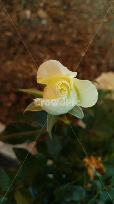 장미,하얀장미,백장미,꽃,꽃봉오리,가을장미,whiterose,식물,자연,plants,nature,꽃,flower