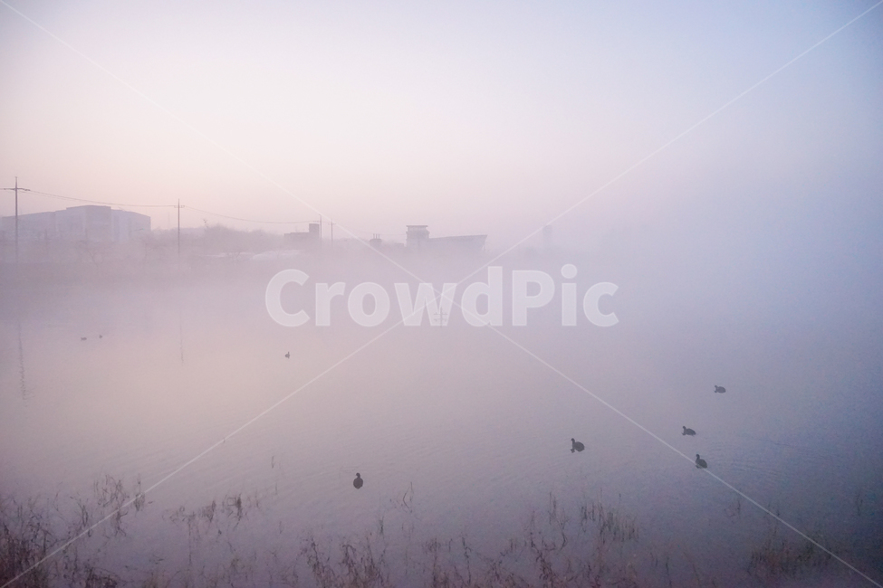 호수,안개,여명,새벽,자연,풍경,물안개,자연,풍경,nature,landscape,weather,날씨,outdoors,옥외,bird,새,animal,동물