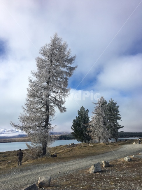 뉴질랜드,강,눈,나무,백년설,newzealand,snow,sky,cloud,tree,lake,rock,구름,glacier,빙하,mountain