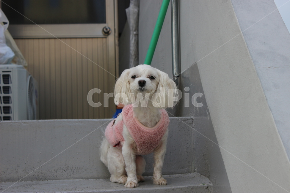 dog,mammal,animal,canine,pet,개,강아지,동물,분홍옷,계단,말티즈,동물,animal,포유류,mammal,개,강아지,dog,doggy