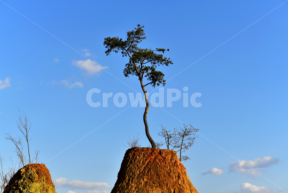 소나무,푸른하늘,파란하늘,구름,나무,pine,bluesky,sky,clouds,tree