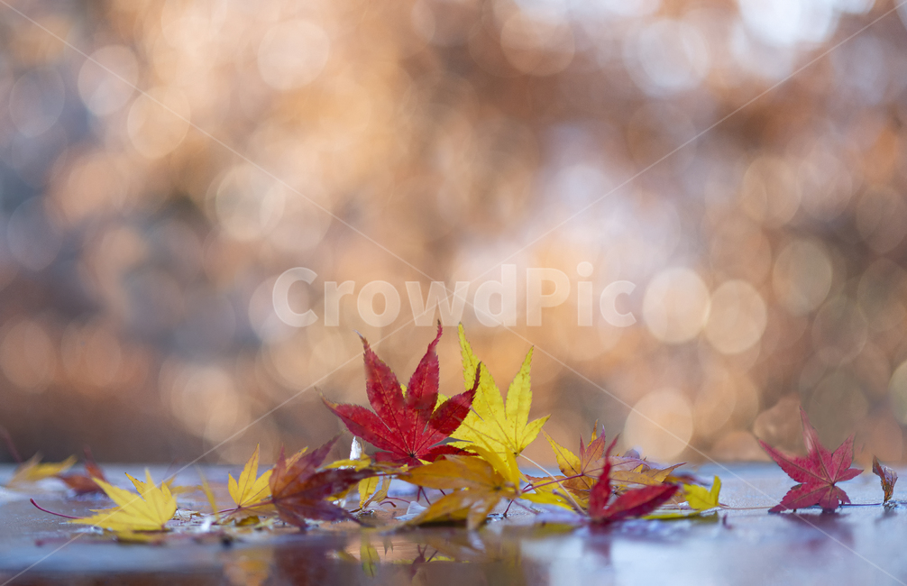 나무,잎,단풍,가을,역광,반영,보케,컬라,레드,노랑,빛,가을,계절,fall,autumn,season