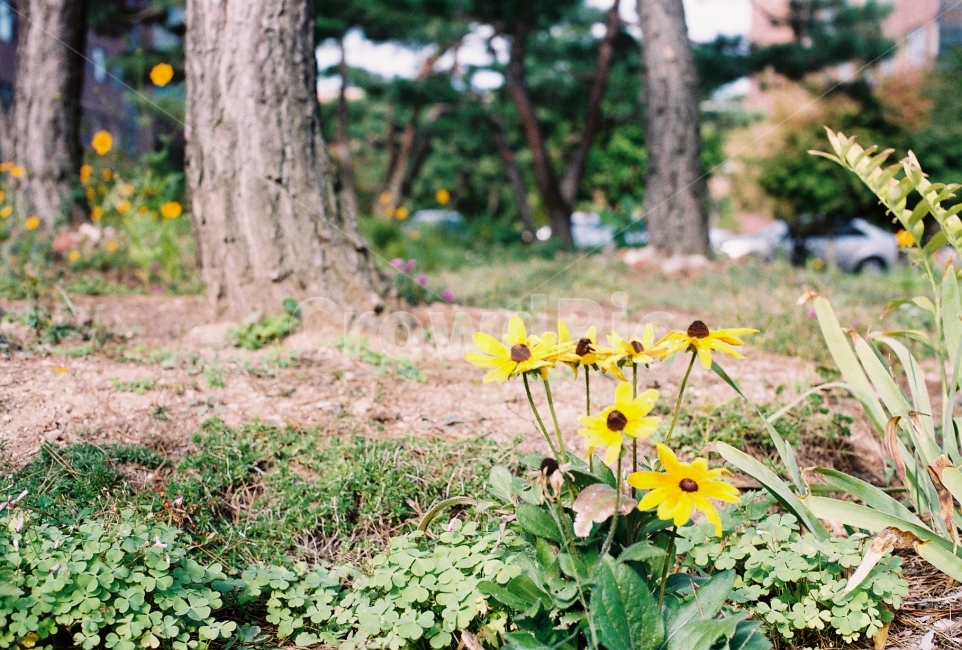 꽃,노란꽃,노란색,풀밭에꽃,봄,꽃밭,식물,자연,plants,nature,꽃,flower,감성,sensible,feeling