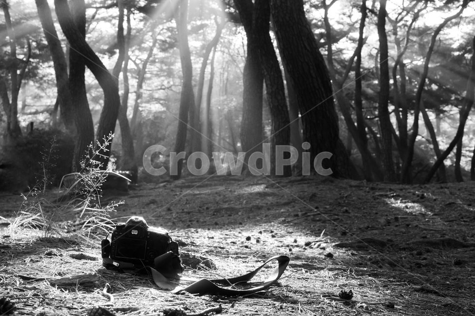 카메라,흑백사진,빛,숲,monochrome,흑백,빛내림,자연,풍경,nature,landscape,사진작가,포토그래퍼,photographer,흑백,모노톤,monochrome,black and white,사물,물건,오브젝트,thing,object,matter,tree,나무,plant,식물,ground,바닥