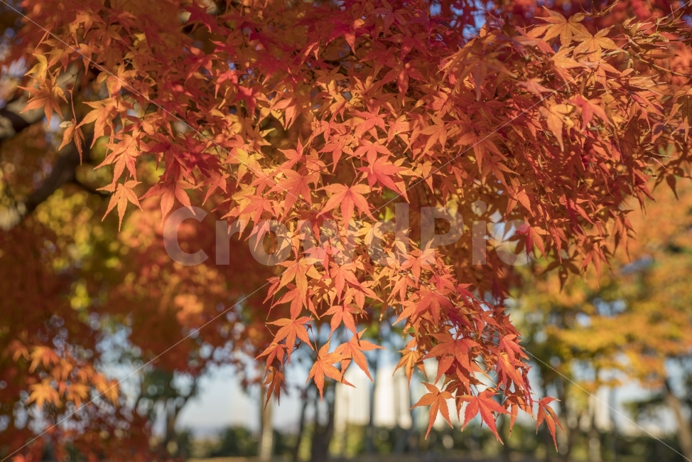 가을,단풍,나무,단풍나무,풍경,가을,계절,fall,autumn,season,식물,자연,plants,nature,leaf,잎,plant,tree,maple