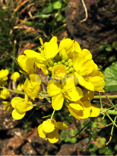 배추꽃,식물,노란색,자연,봄,꽃,식물,자연,plants,nature,꽃,flower