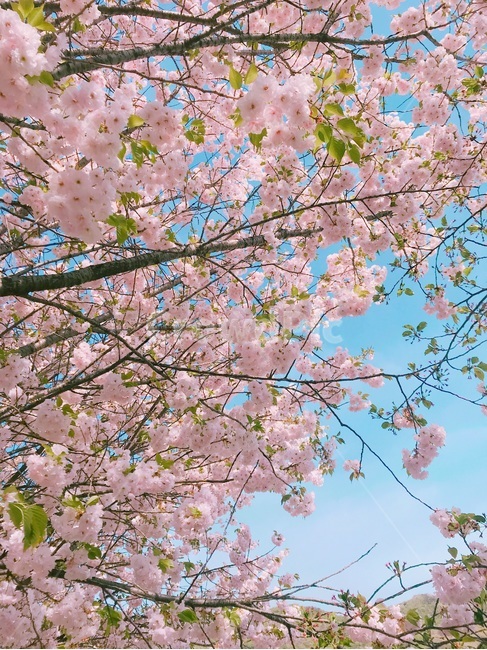 blossom,벚꽃,봄,plant,분홍,자연,nature,pink,감성