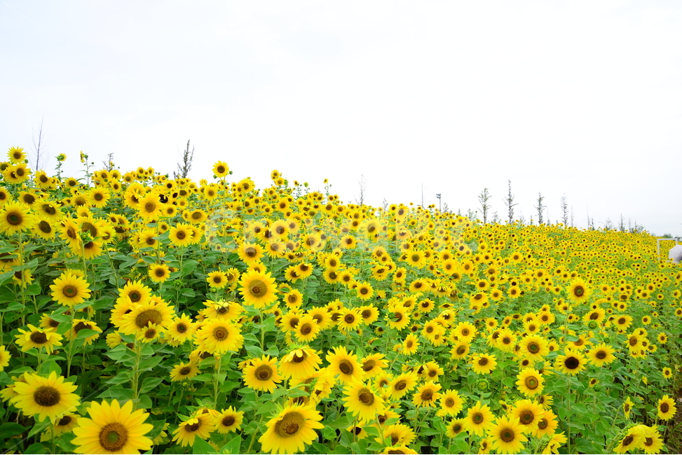 plant,식물,꽃,해바라기,공원,해,식물,자연,plants,nature,꽃,flower