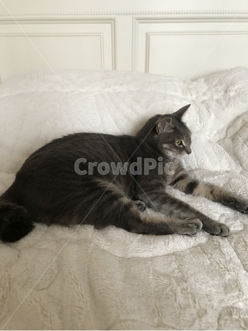 고양이,코리안숏헤어,회색고양이,동물,pet,cat,animal