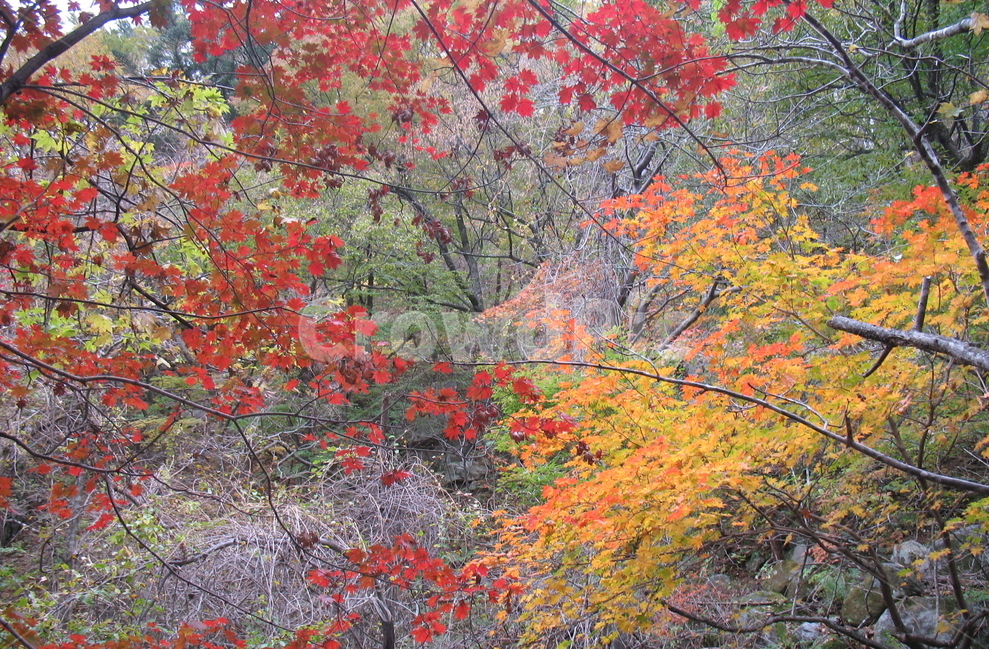 오대산,구룡계곡,소금강,오색단풍,가을,가을,계절,fall,autumn,season,자연,풍경,nature,landscape,tree,나무,plant,식물,leaf,잎,maple,단풍